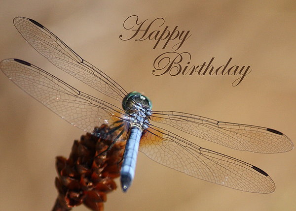 Dragonfly Birthday Quotes. QuotesGram