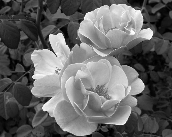 Black and White Roses 2