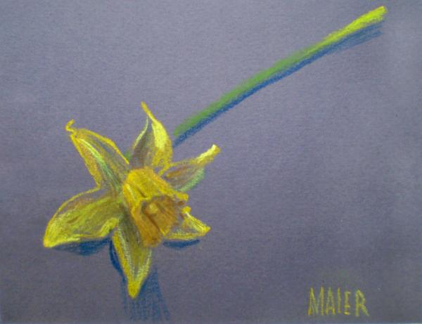 Daffodil Drawing - Daffodil Fine Art Print. Daffodil Drawing by Donald Maier