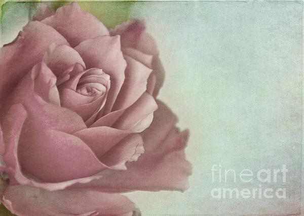 Exactly the color I think of when I say 39dusty rose 39 fineartamericacom