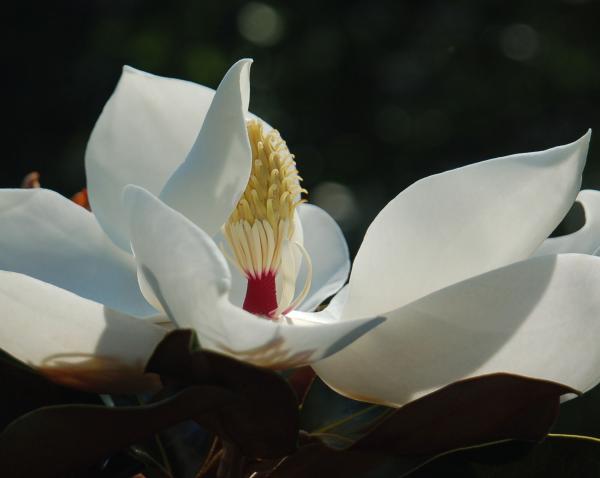 http://fineartamerica.com/images-medium/1-magnolia-grandiflora-suzanne-gaff.jpg