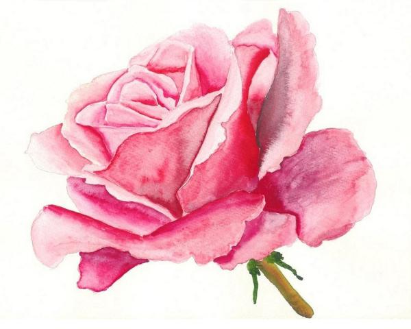 pink rose flowers pictures. Pink Rose Painting - Pink Rose