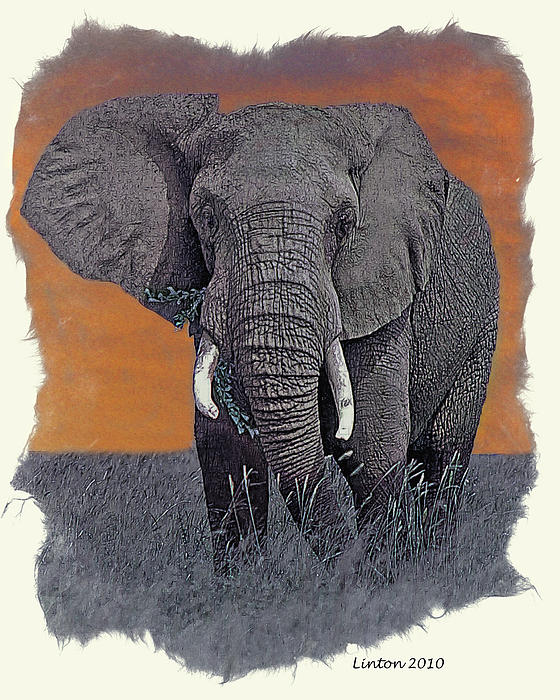 african elephant art. African Elephant Digital Art