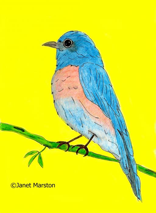 Bluebird of Happiness Drawing