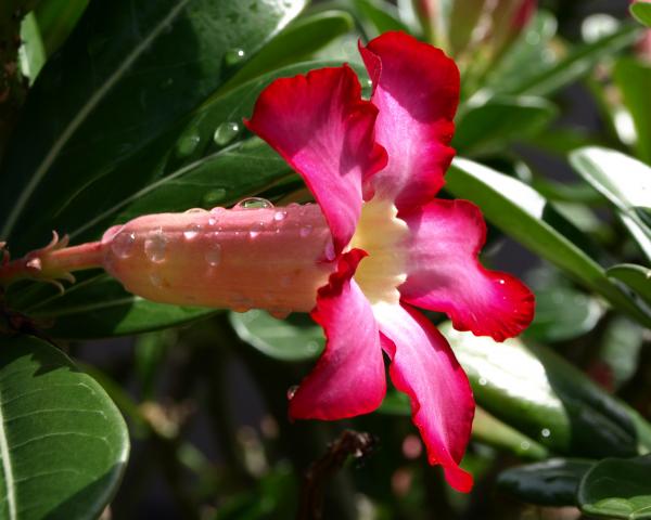 Desert Rose Flower. Desert Rose Photograph