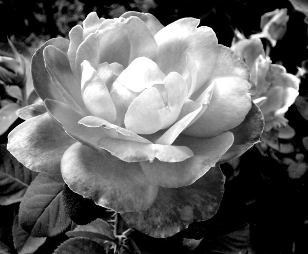 Black And White Photography Roses. Black And White Rose Photo