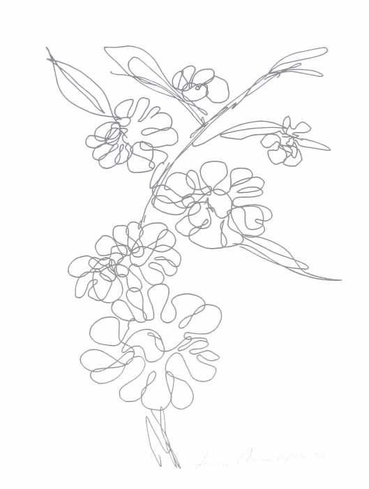lotus flowers drawings hawaiian flowers drawings