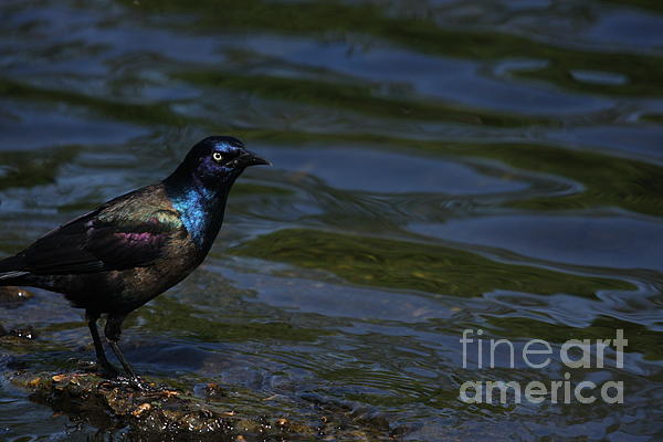 common grackle photo. A Common Grackle Photograph