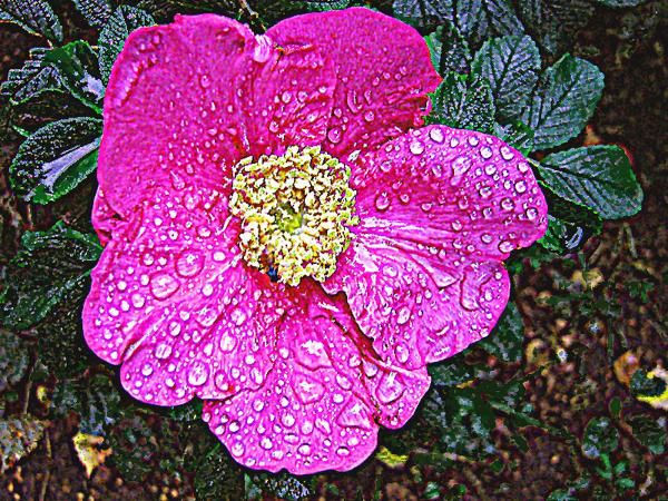 Pink Dog Rose Flower 