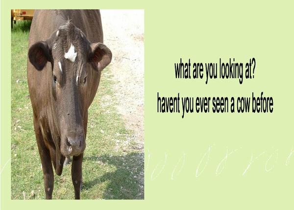 funny cow. A Funny Cow Card Photograph