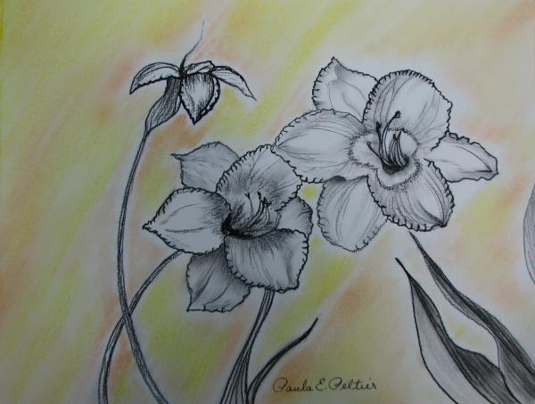 A Perfect Pair of Lilies Drawing by Paula Peltier. Tags: black drawings 