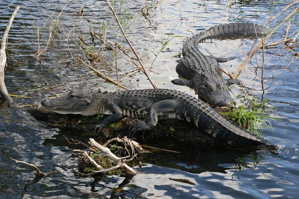 The American alligator is known as King of the Everglades.