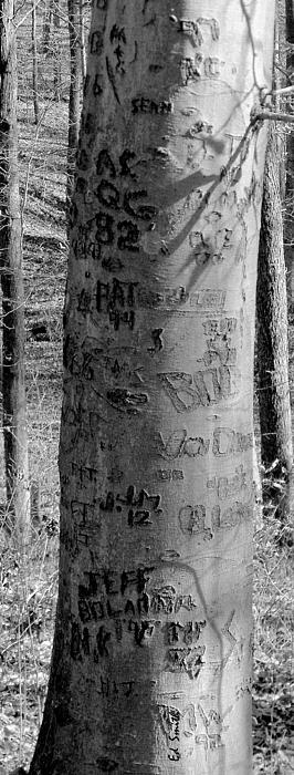 American Graffiti 5 Tattoos For Trees Photograph - American Graffiti 5 