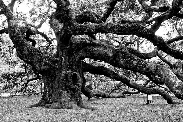 black and white oak tree pictures. Angel Oak Tree 2009 Black and White Photograph - Angel Oak Tree 2009 Black