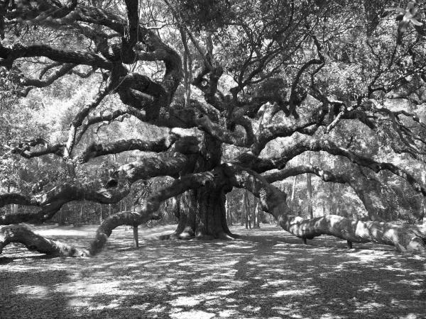 Angel Oak Tree Black and White Digital Art - Angel Oak Tree Black and White 