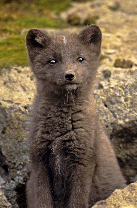 Arctic Fox Pup