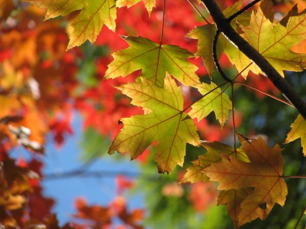 Autumn In Color Photograph  - Autumn In Color Fine Art Print