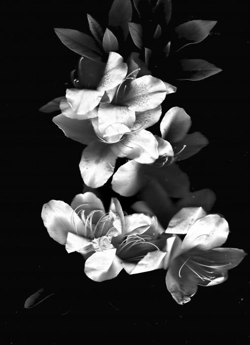 Azaela Blossom in black and white Photograph - Azaela Blossom in black and 