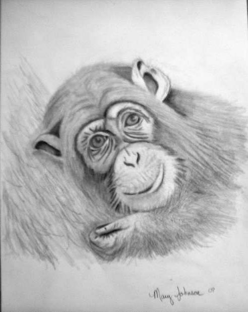 monkey drawings, ape drawings, baby drawings