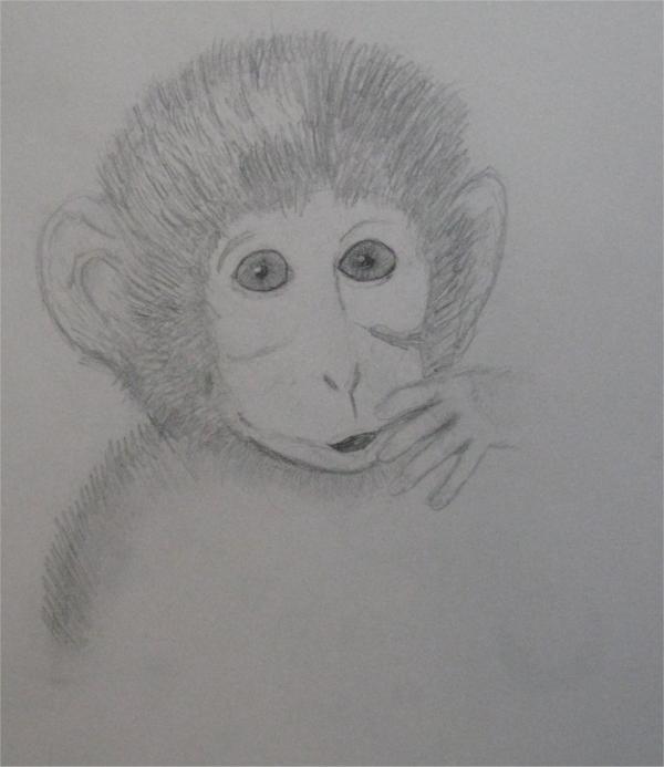 Baby Monkey Drawing by Katie Gilbert. Tags: monkey drawings, baby drawings, 