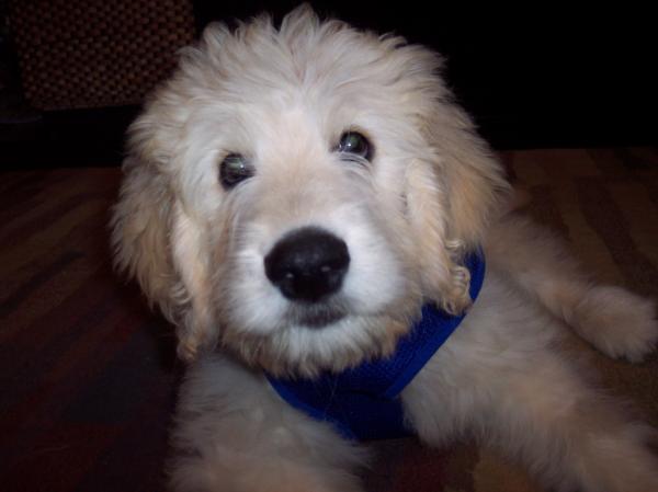 black goldendoodle puppy. Bailey the Goldendoodle Puppy