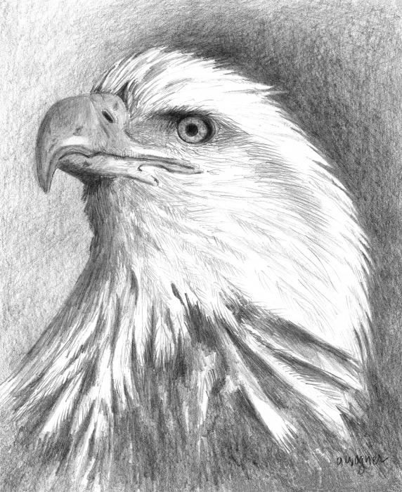 eagle head drawings