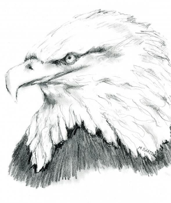 black and white eagle pictures. eagle drawings, fly drawings, stare drawings, black and white drawings, 