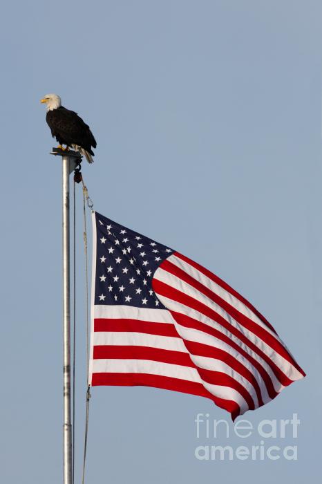 american flag eagle tattoo. american flag eagle tattoo.