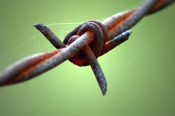barb wire pictures
