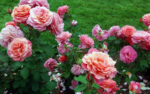 beautiful images of roses. Beautiful Roses Photograph