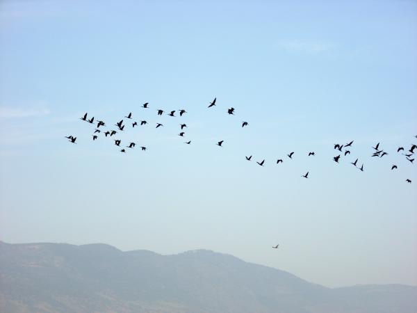 http://fineartamerica.com/images-medium/bird-migration-rachel-figueroa-levin.jpg