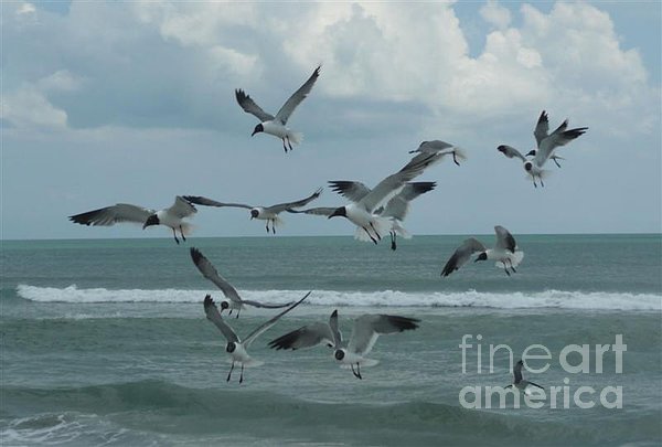 images of birds in flight