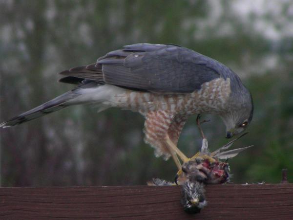 pics of birds of prey