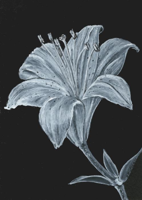 Black and White Asiatic Lily Painting - Black and White Asiatic Lily Fine 