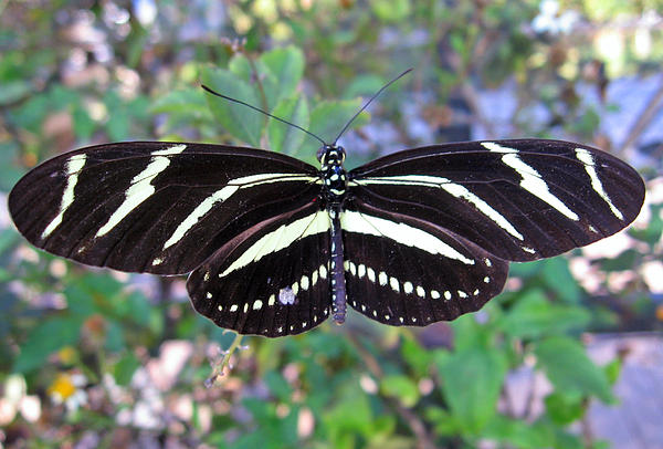 black and white butterfly pictures. Black and White Butterfly