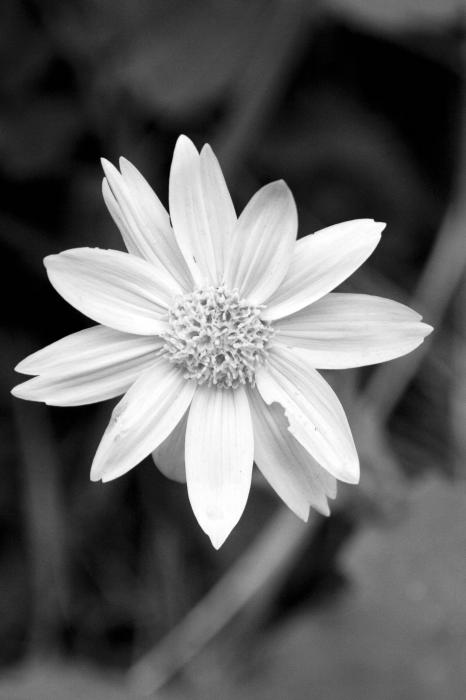 Black and White Photograph - Black and White Fine Art Print