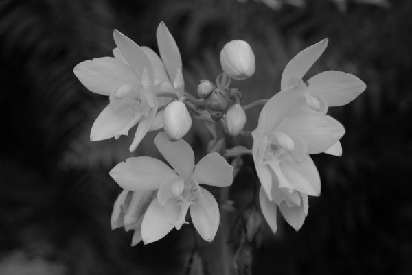 black and white flowers. Black And White Flower