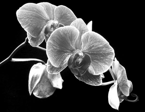 Black and white orchid Photograph by Larry Federman. Tags: flowers 