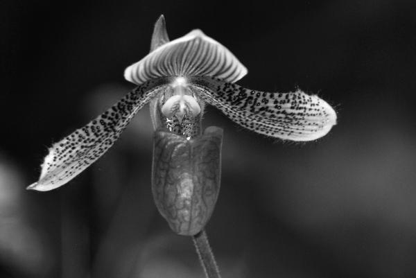 Black And White Orchid Pictures. Black and White Orchid