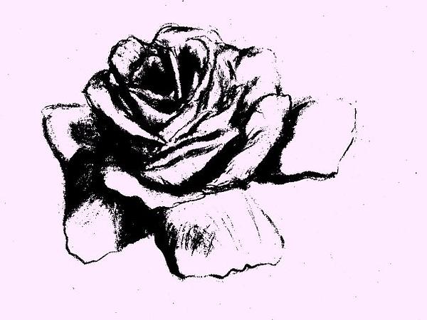Black and white Rose Drawing by Kathy Wood