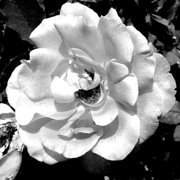 black and white photography roses. Black And White Rose Photo