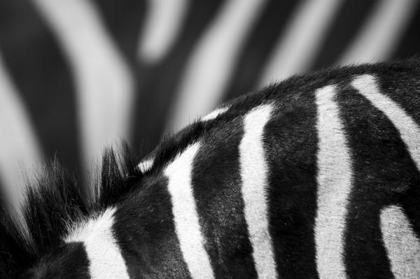 patterns in art black and white. Black and white zebra pattern