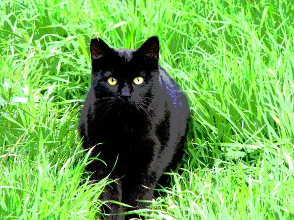 Black Cat in a Green Field Photograph - Black Cat in a Green Field Fine Art