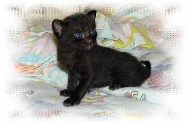 blue eyes black. Black Kitten with Blue Eyes