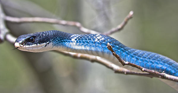 [Image: blue-racer-snake-jeramie-curtice.jpg]