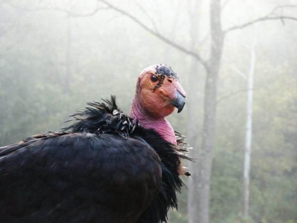 Pictures Of California Condor - Free California Condor pictures 