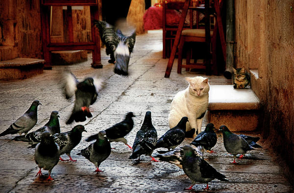 cat-among-pigeons-rodeorose.jpg