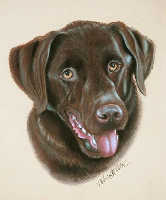 chocolate lab dog. Chocolate Labrador Painting
