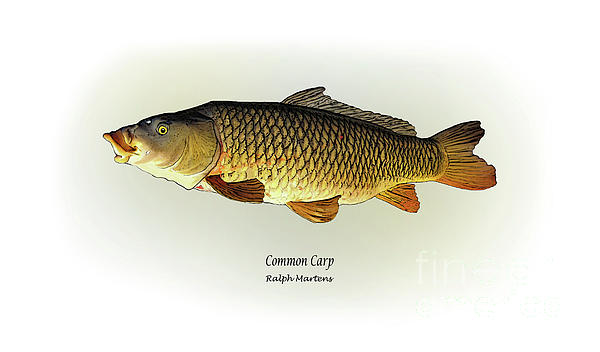 common carp pictures. Common Carp Painting - Common
