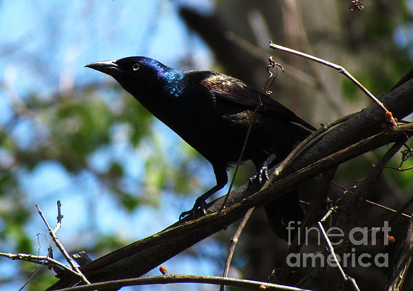 common grackle female. house Common Grackle - Female